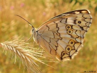 Anadolu Melikesi (Melanargia larissa)