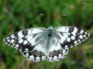 Anadolu Melikesi (Melanargia larissa)