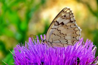 Anadolu Melikesi (Melanargia larissa)