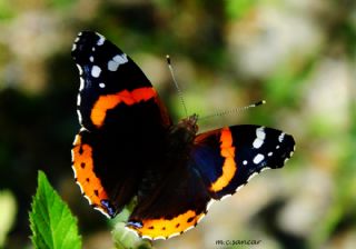 Atalanta (Vanessa atalanta)