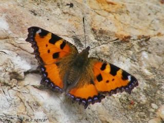 Aglais (Aglais urticae)