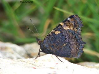 Aglais (Aglais urticae)