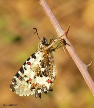Orman Fistosu (Allancastria  cerisyi)
