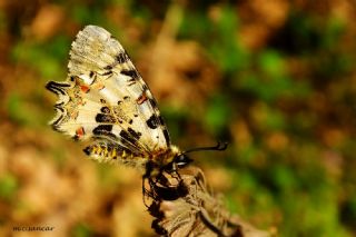 Orman Fistosu (Allancastria  cerisyi)