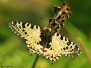 Orman Fistosu (Allancastria  cerisyi)