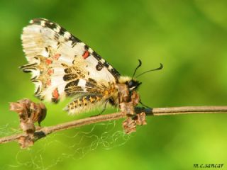 Orman Fistosu (Allancastria  cerisyi)