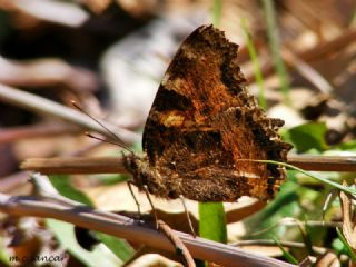 Sar Ayakl Nimfalis (Aglais xanthomelas)