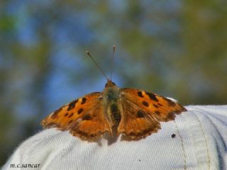 Sar Ayakl Nimfalis (Aglais xanthomelas)