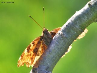 Sar Ayakl Nimfalis (Aglais xanthomelas)