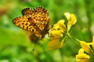 Beyaz nci (Clossiana euphrosyne)