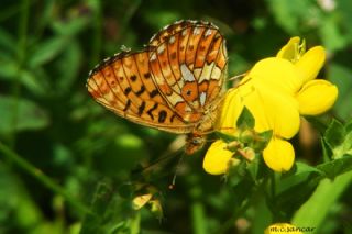 Beyaz nci (Clossiana euphrosyne)