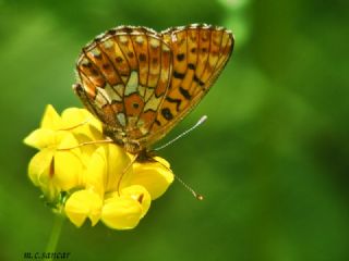 Beyaz nci (Clossiana euphrosyne)