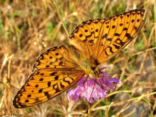 Niyobe (Fabriciana niobe)