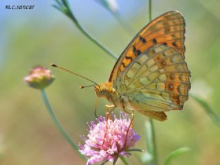 Byk nci (Fabriciana adippe)