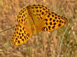 Cengaver (Argynnis paphia)