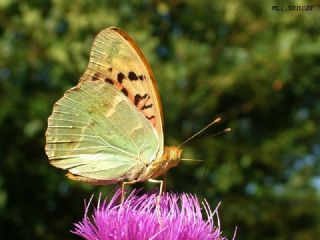 Bahadr (Argynnis pandora)