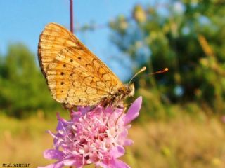 Nazuum (Euphydryas aurinia)