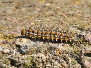 Benekli parhan (Melitaea didyma)