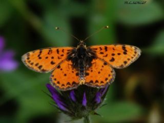Benekli parhan (Melitaea didyma)