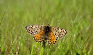 Benekli parhan (Melitaea didyma)