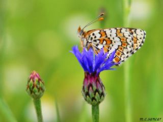 parhan (Melitaea cinxia)