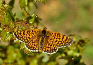 parhan (Melitaea cinxia)