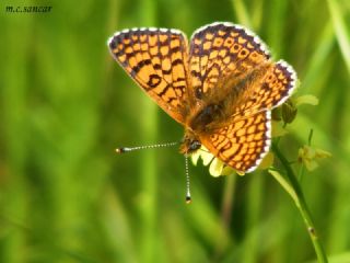 parhan (Melitaea cinxia)