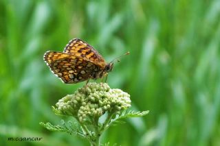 Amannisa (Melitaea athalia)