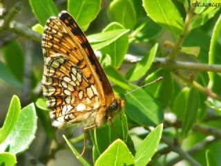 Amannisa (Melitaea athalia)