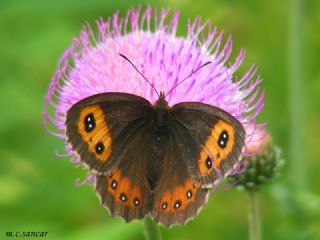 sko Gzelesmeri (Erebia aethiops)