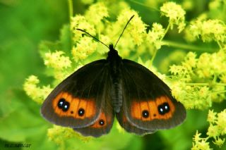 sko Gzelesmeri (Erebia aethiops)
