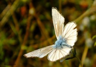 okgzl Anadolu Beyaz (Polyommatus menalcas)