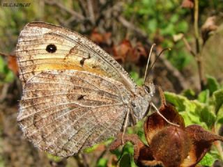 Seyit (Arethusana arethusa)