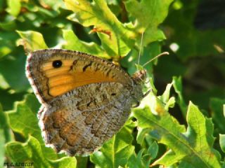 Seyit (Arethusana arethusa)