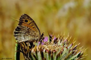 Seyit (Arethusana arethusa)