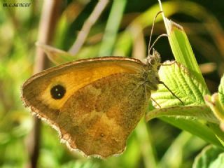 Pironiya (Pyronia tithonus)