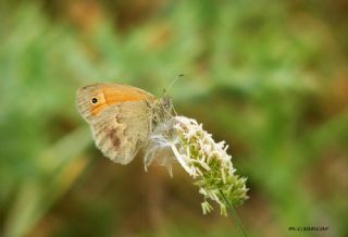 Kk Zpzp Perisi (Coenonympha pamphilus)