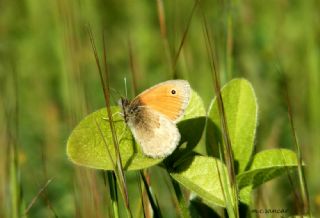 Kk Zpzp Perisi (Coenonympha pamphilus)