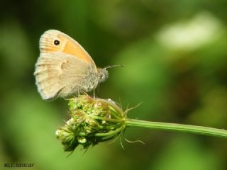 Kk Zpzp Perisi (Coenonympha pamphilus)