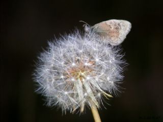 K���k Z�pz�p Perisi&nbsp;(Coenonympha&nbsp;pamphilus)