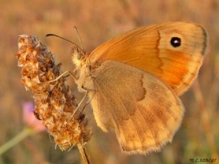 Kk Zpzp Perisi (Coenonympha pamphilus)