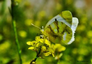 Zegris (Zegris eupheme)