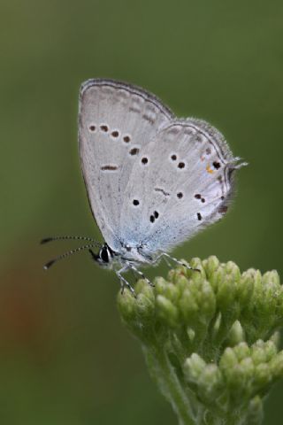 Beyaz Benekli Zpzp (Heteropterus morpheus)