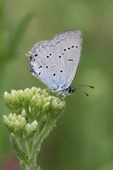 Balkan Everesi (Cupido decoloratus)