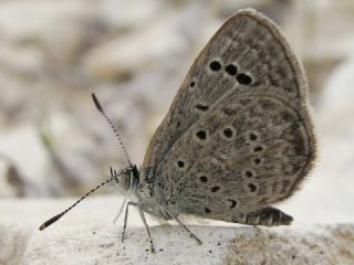 Karsandra (Zizeeria karsandra)