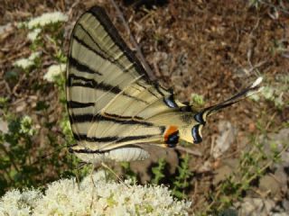 Erik Krlangkuyruk (Iphiclides podalirius)