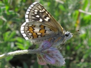 Sarbandl Zpzp (Pyrgus sidae)