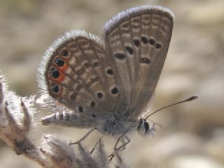 Mcevher Kelebei (Chilades trochylus)