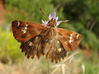 Cezayir Zpzp (Carcharodus stauderi)