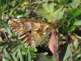 Kafkas Meneke Kelebei (Boloria caucasica)